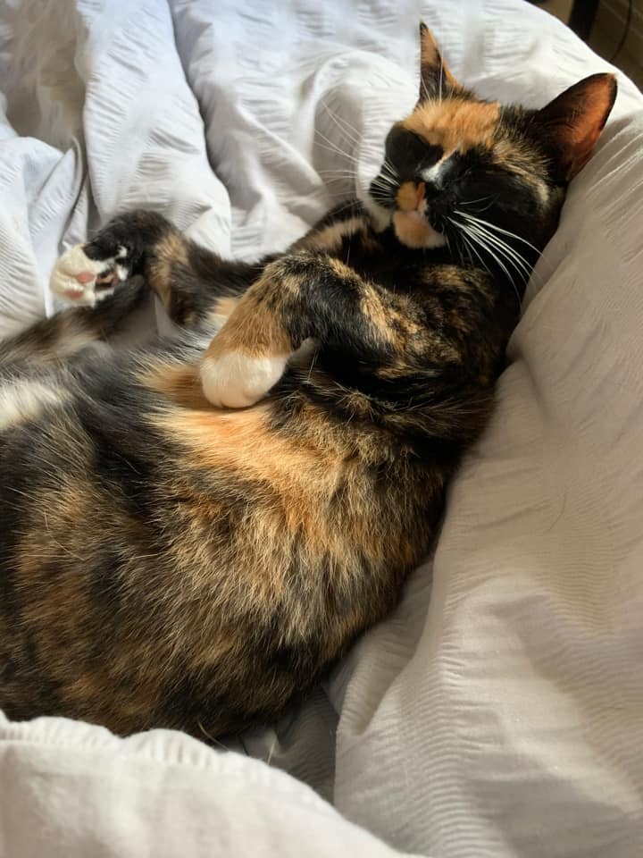 Tortie cat adopted out at Yorkshire Cat Rescue