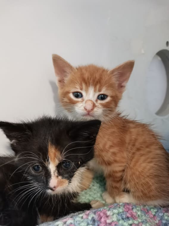 Poorly kittens at Yorkshire Cat Rescue