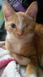 Cassidy, a one eyed kitten who was in foster care at Yorkshire Cat Rescue