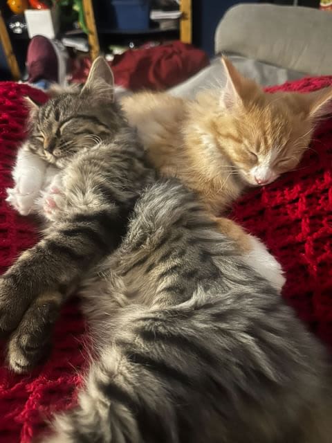 kittens cuddling up together