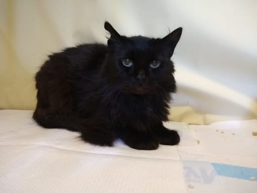 Black cat at Yorkshire Cat Rescue
