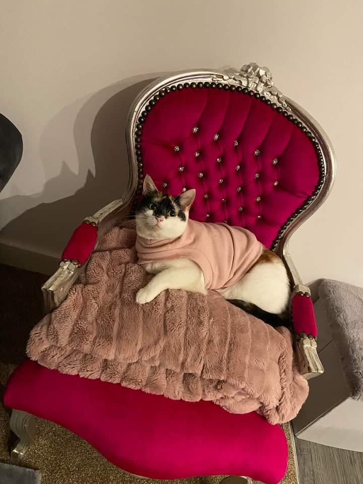 Tortie cat on a fancy chair