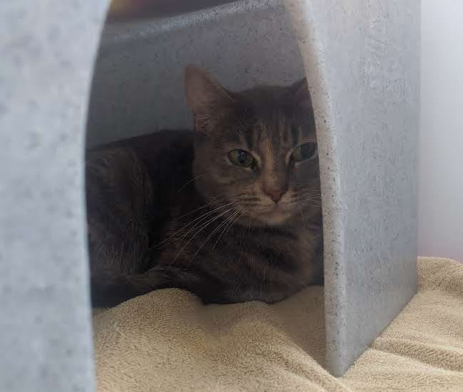 Scared tabby cat at Yorkshire Cat Rescue