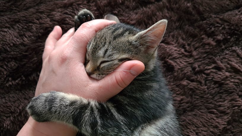 kitten cuddling 