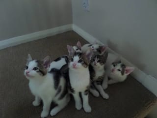 A litter of big kittens at Yorkshire Cat  Rescue