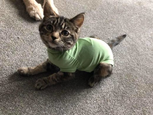 Poorly kitten with baby grow on at Yorkshire Cat Rescue