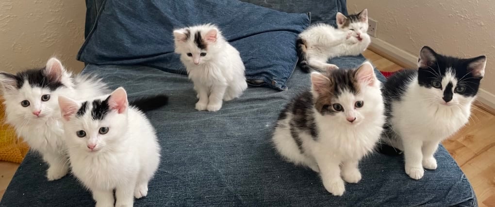 Six fluffy black and white kittens  at Yorkshire Cat Rescue