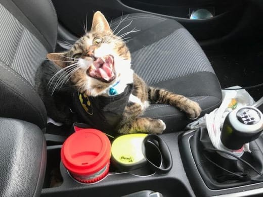 Tabby cat re-homed by Yorkshire Cat Rescue