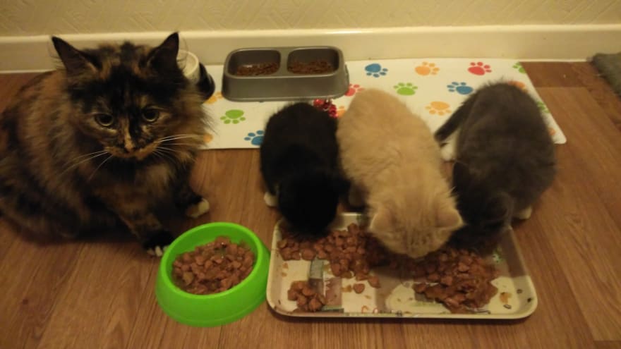 Cats and kittens eating at Yorkshire Cat Rescue