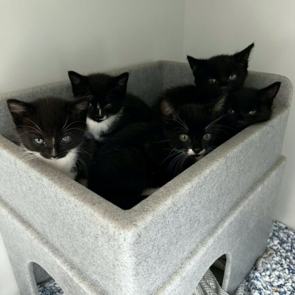 A group of black and white and black kittens  at Yorkshire Cat Rescue