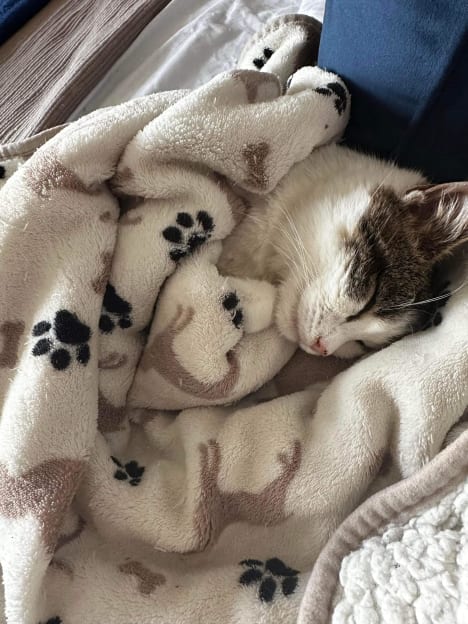Cat in blanket