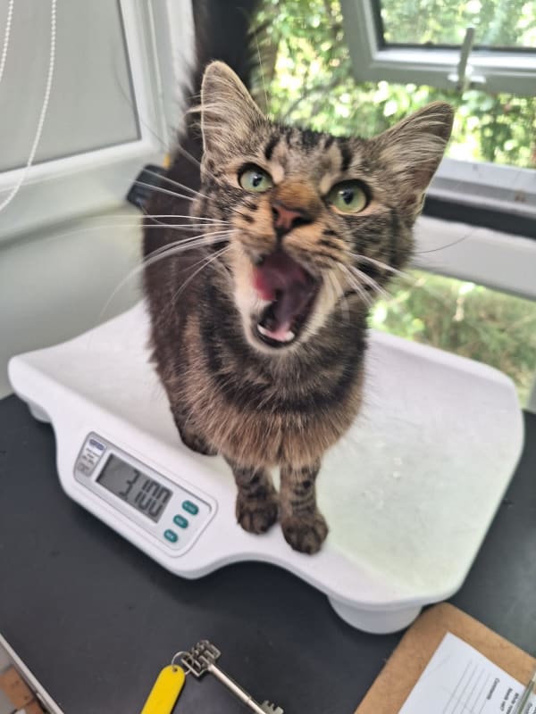 Tabby cat shouting