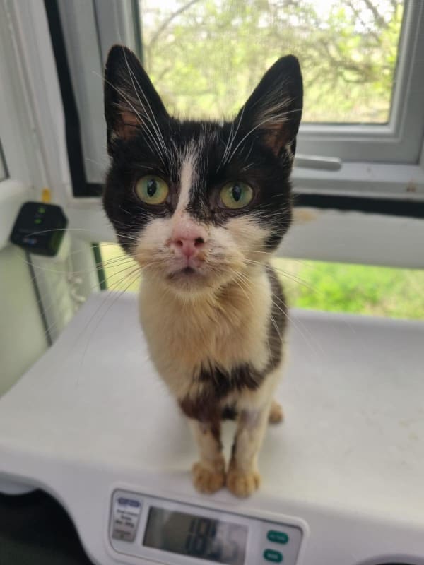 Black and white dirty cat Yorkshire Cat Rescue