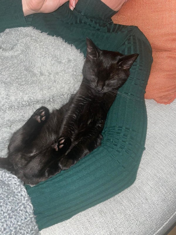 Black kitten having cuddles adopted from Yorkshire Cat Rescue