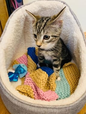 Tabby kitten at Yorkshire Cat Rescue