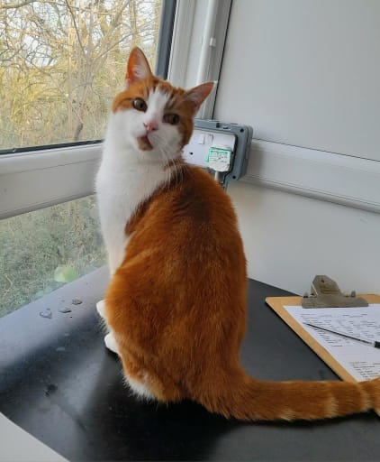 Ginger and white cat at Yorkshire Cat Rescue