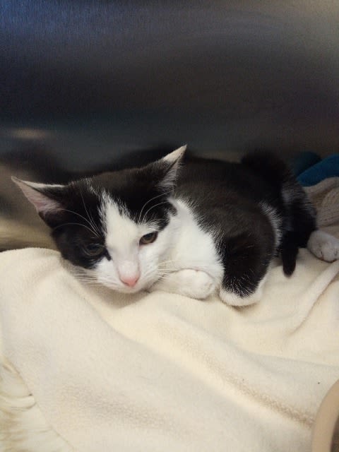 Black and white cat with injuries at Yorkshire Cat Rescue
