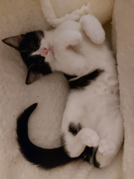 Black and white kitten at Yorkshire Cat Rescue