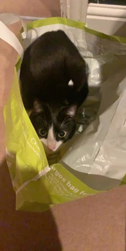 Black and white cat in bag re-homed by Yorkshire Cat Rescue