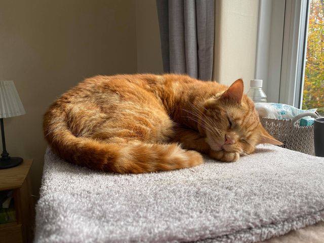Ginger cat adopted from Yorkshire Cat Rescue