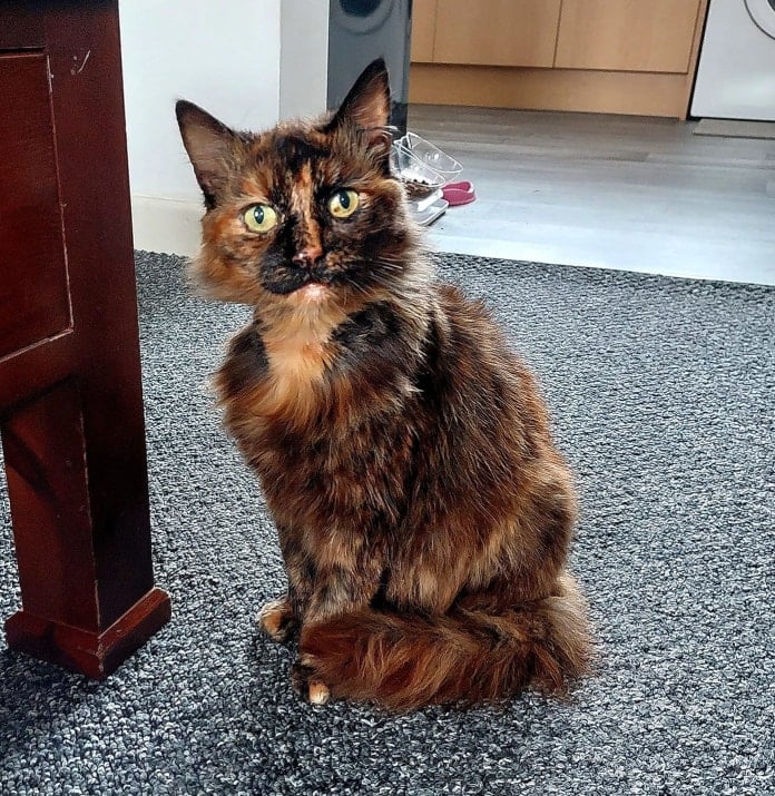 Elderly tortoiseshell cat requiring virtual adoption at Yorkshire Cat Rescue