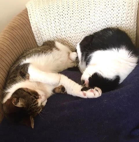 Bonded cats sleeping together at Yorkshire Cat Rescue
