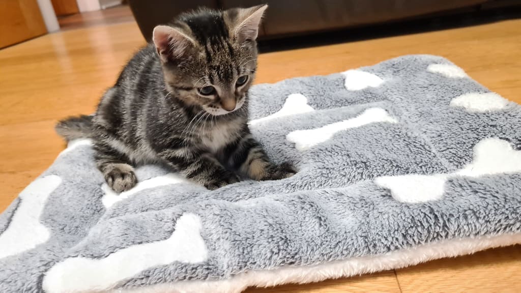 Tabby and white kitten on blanket