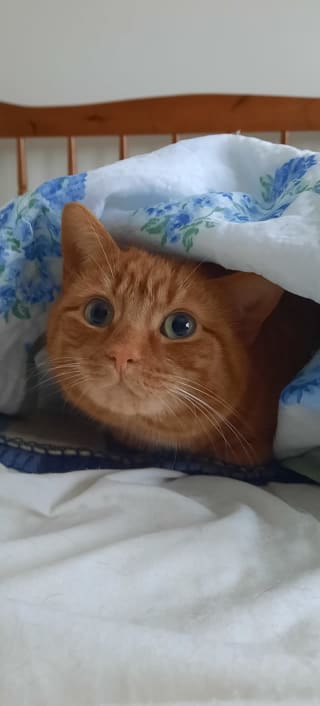 Ginger cat under covers