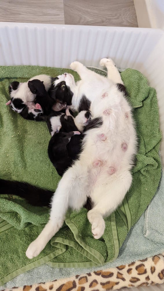 Black and white cat and kittens at Yorkshire Cat Rescue