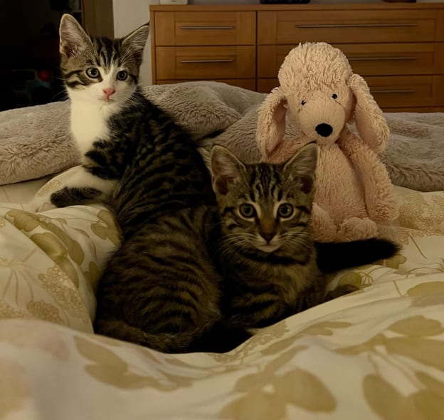 Tabby kittens at Yorkshire Cat Rescue