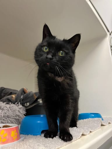 Old black cat at Yorkshire Cat Rescue