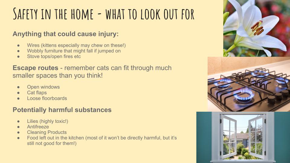 A slide from a presentation explaining safety in the home when adopting from Yorkshire Cat Rescue