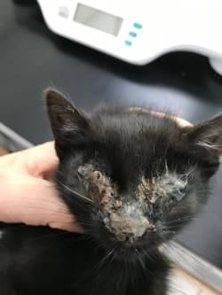 Poorly kitten with cat flu at Yorkshire Cat Rescue