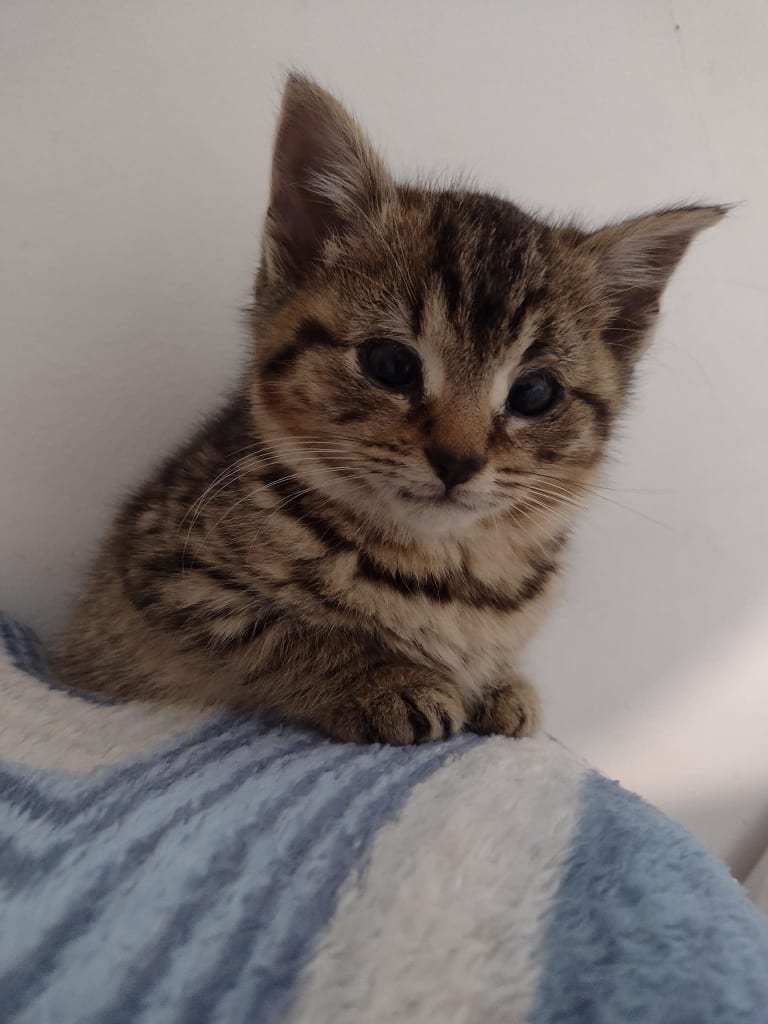 Tabby and white kitten at Yorkshire Cat Rescue