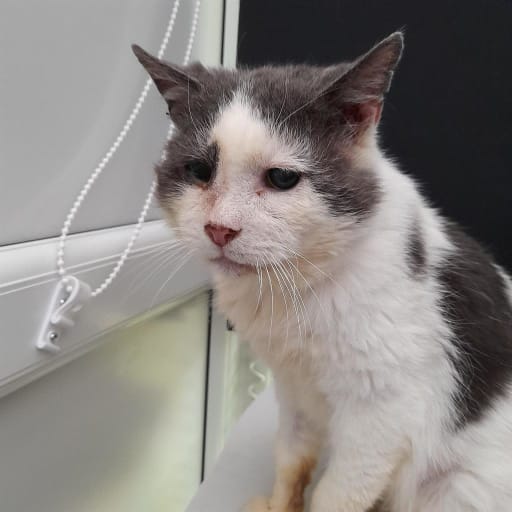 Elderly grey and white cat at Yorkshire Cat Rescue