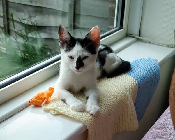 Black and white kitten at Yorkshire Cat Rescue