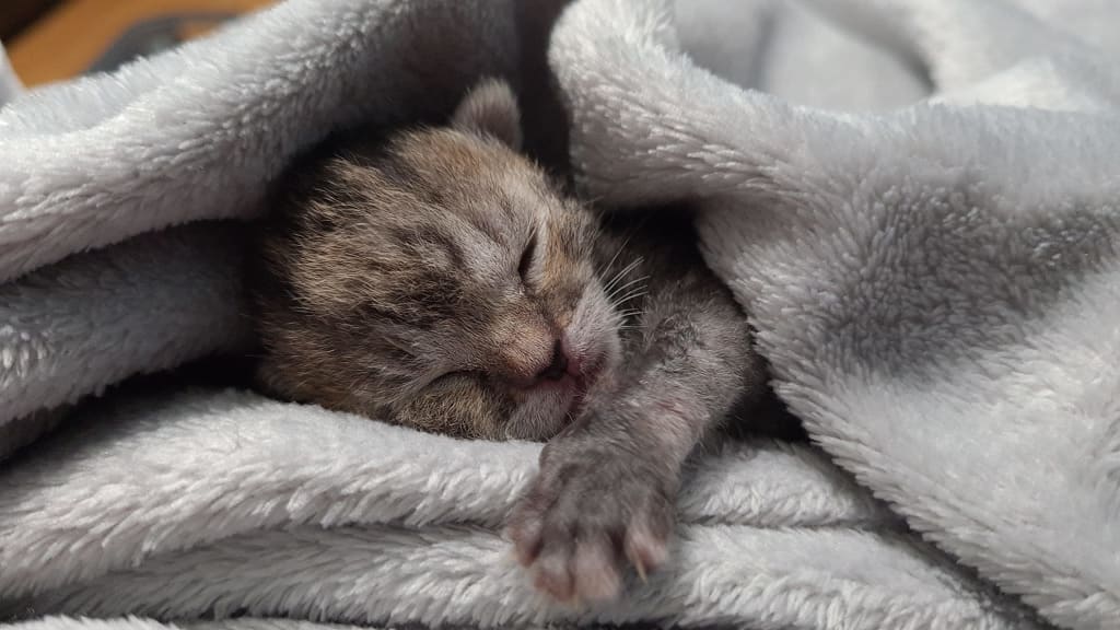 Kitten under blanket at Yorkshire Cat Resue
