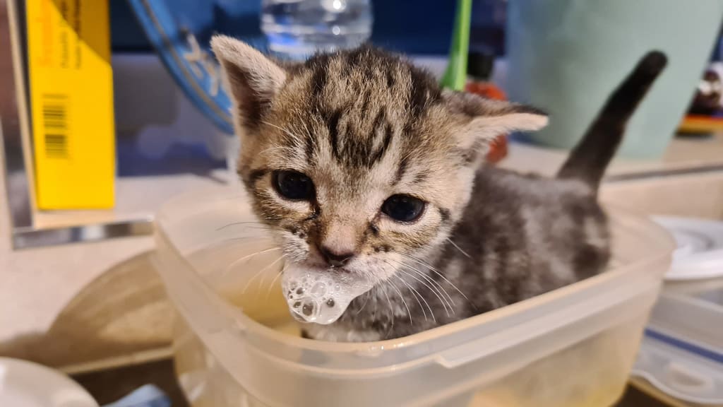 Tabby kitten with bubble beard at Yorkshire Cat Rescue
