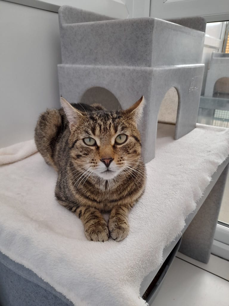 Tabby cat at Yorkshire Cat Rescue