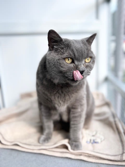 Grey cat with tongue out Yorkshire Cat Rescue