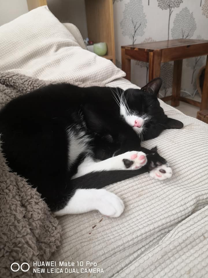 Black and white cat adopted from Yorkshire Cat Rescue