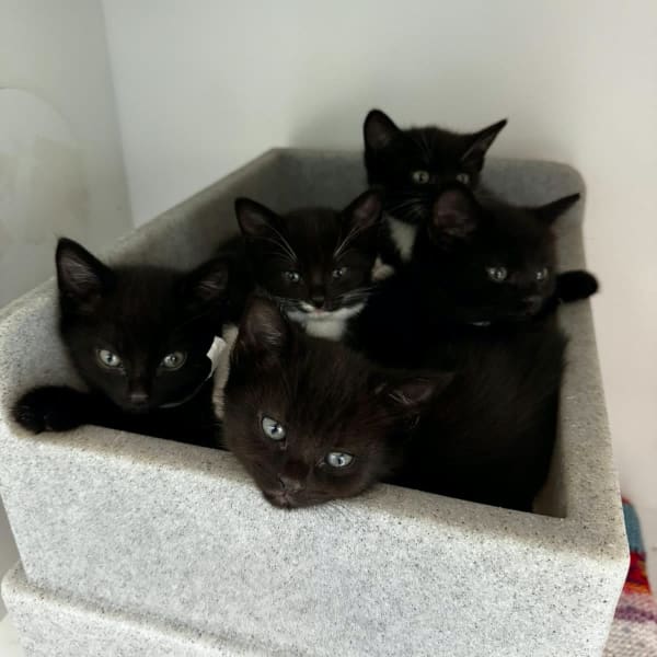 A group of 5 black feral kittens  at Yorkshire Cat Rescue