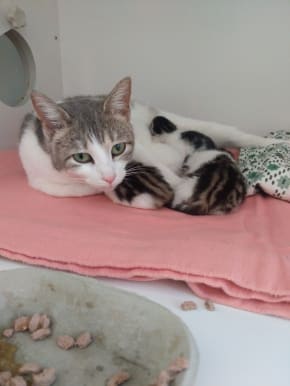 Mummy cat and new born kittens at Yorkshire Cat Rescue