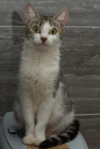 Tabby and white cat at Yorkshire Cat Rescue