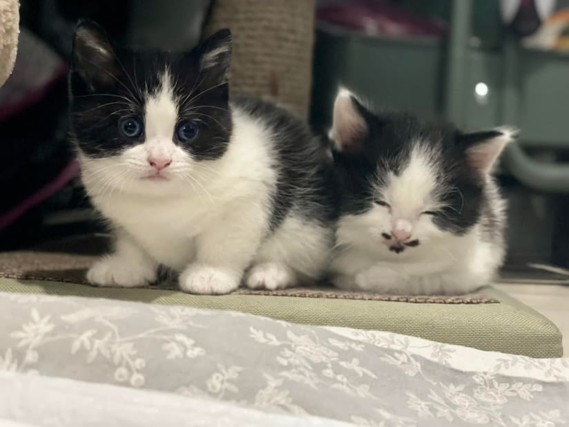 Black and white kittens at Yorkshire Cat Rescue
