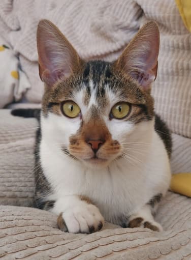 White and tabby cat at Yorkshire Cat Rescue