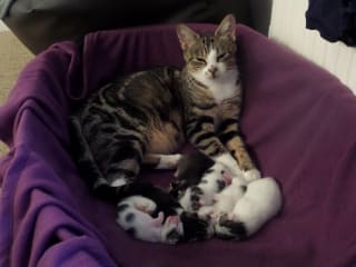 Mother cat and tiny kittens at Yorkshire Cat Rescue