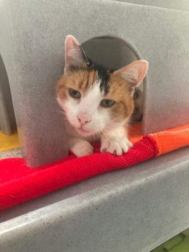 Calico cat at Yorkshire Cat Rescue