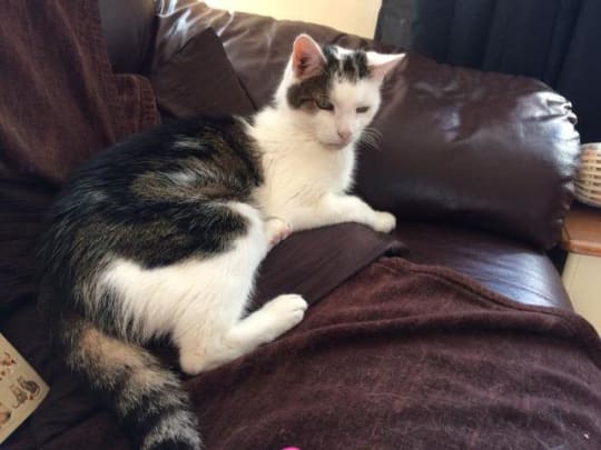 Tabby and white cat from Yorkshire Cat Rescue