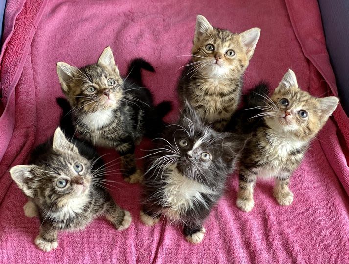 Kittens at Yorkshire Cat Rescue